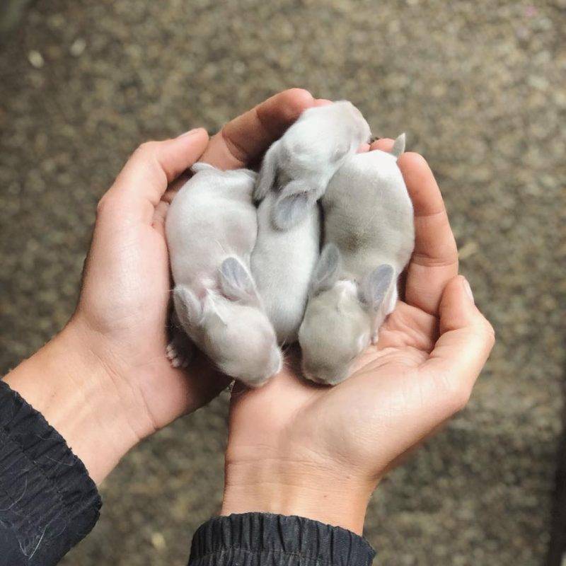 Фотография: 20 мимишных малышей животных, которые согреют душу в этот холодный денек №9 - BigPicture.ru