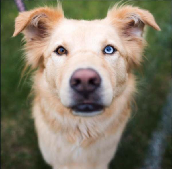 Фотография: 25 самых необычных пород собак, полученных в результате скрещивания №7 - BigPicture.ru