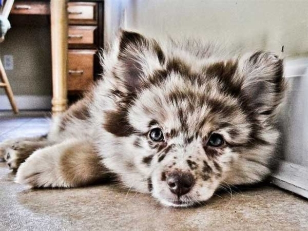 Фотография: 25 самых необычных пород собак, полученных в результате скрещивания №22 - BigPicture.ru