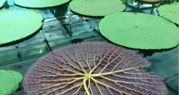 25 фото, представляющих необычный взгляд на привычные предметы