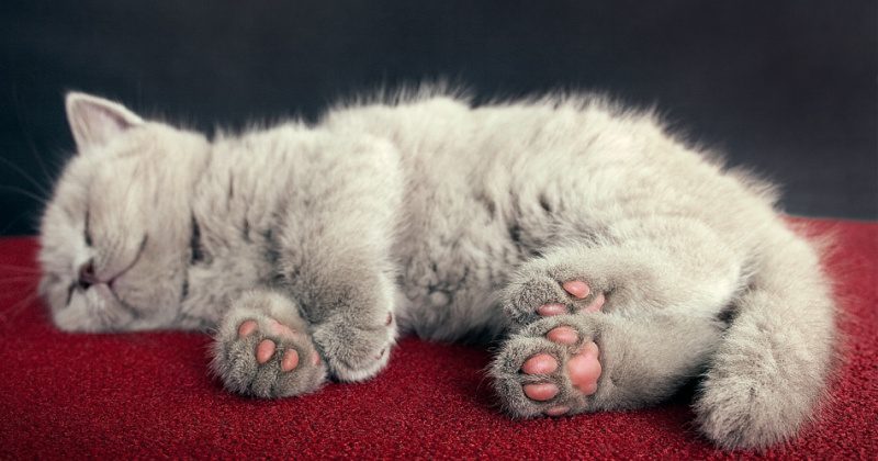 Фотография: А что там на кошачьей лапке? В сети проходит самый милый флешмоб года №1 - BigPicture.ru