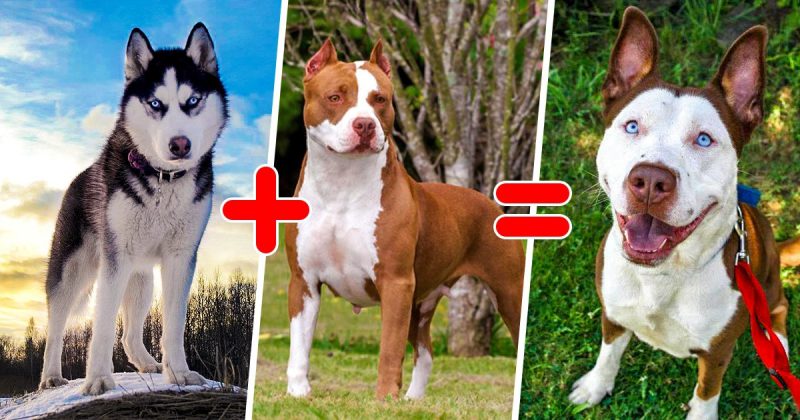 Фотография: 25 самых необычных пород собак, полученных в результате скрещивания №1 - BigPicture.ru