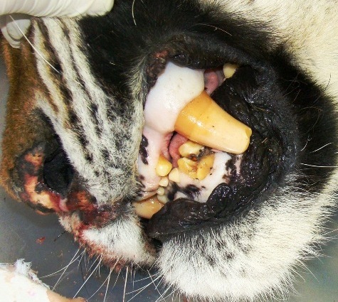 Фотография: Как зоозащитники чуть не уничтожили последних амурских тигров №4 - BigPicture.ru