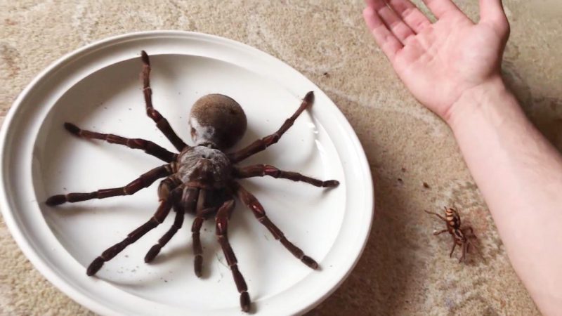 Самые большие пауки в мире