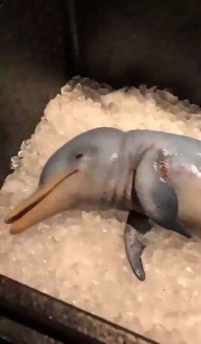 Фотография: Немецкий блогер показал как ест дельфина и стал объектом ненависти. Пранк пришлось срочно разоблачать №3 - BigPicture.ru