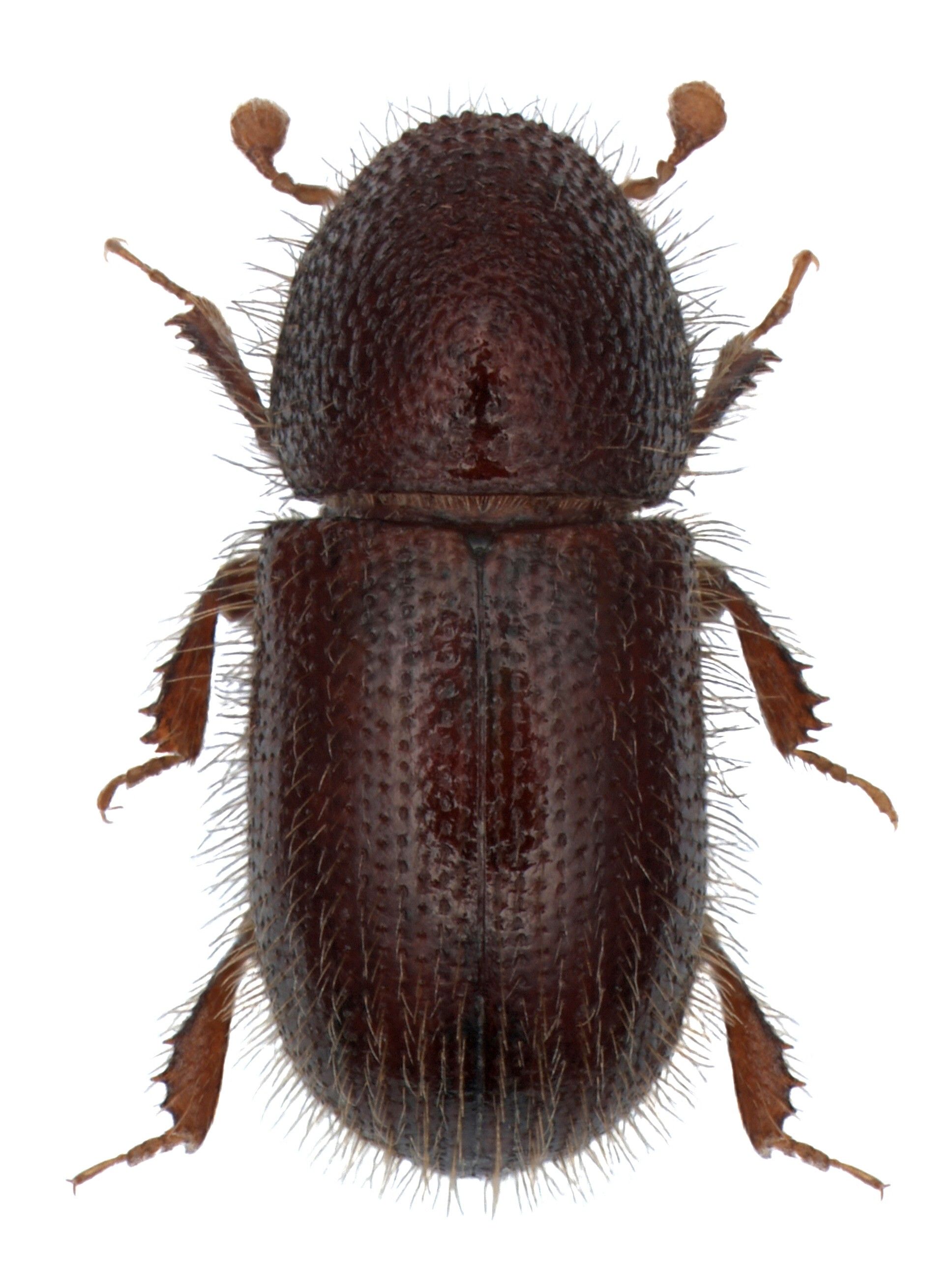 17 мерзких и немного пугающих фактов о размножении животных 17 мерзких и немного пугающих фактов о размножении животных зверушки,живность,питомцы,Животные