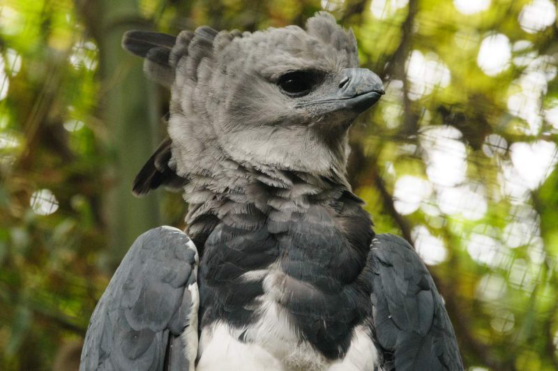 Фотография: Южноамериканская гарпия — птица, в существование которой трудно поверить №3 - BigPicture.ru