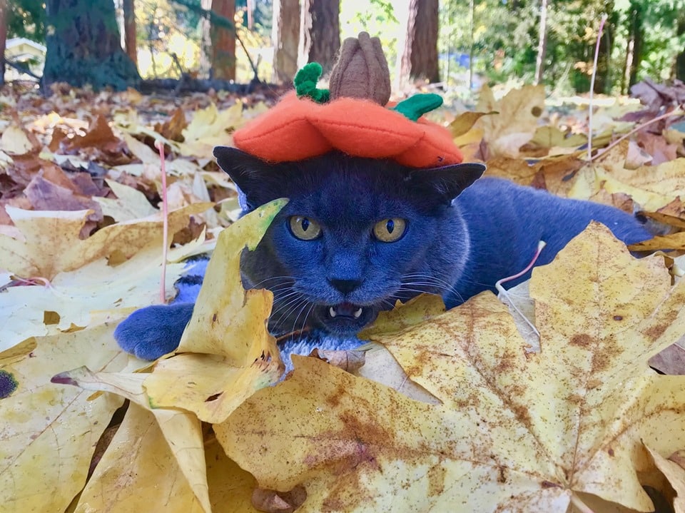 Фотография: Толстая кошка по кличке Шлакоблок — новая звезда соцсетей. Многие узнали в ней себя №8 - BigPicture.ru