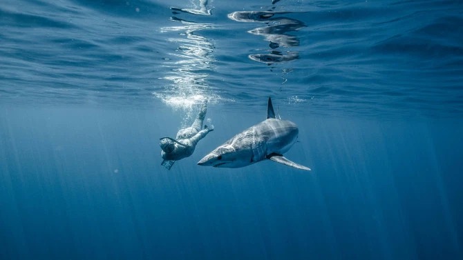 Фотография: Улыбка смерти: как бесстрашный дайвер контактирует с акулами №3 - BigPicture.ru