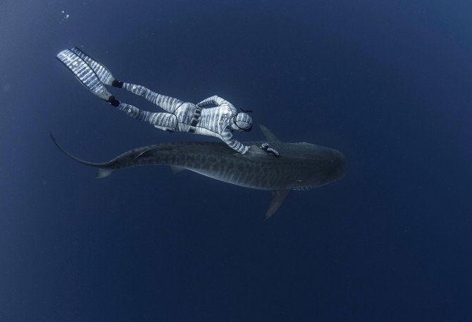 Фотография: Улыбка смерти: как бесстрашный дайвер контактирует с акулами №4 - BigPicture.ru