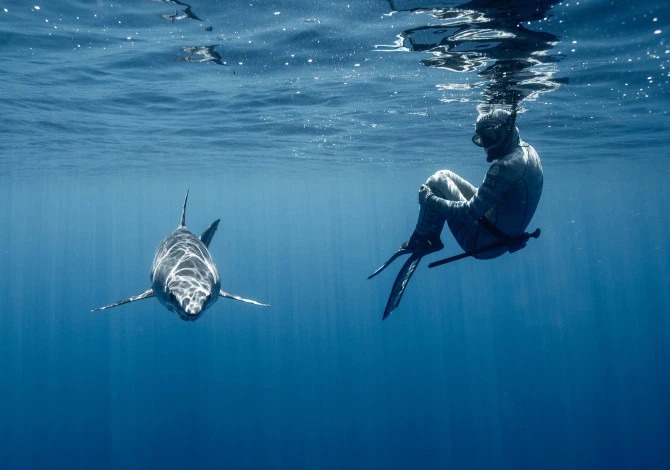Фотография: Улыбка смерти: как бесстрашный дайвер контактирует с акулами №7 - BigPicture.ru