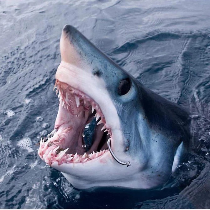 Фотография: Улыбка смерти: как бесстрашный дайвер контактирует с акулами №8 - BigPicture.ru