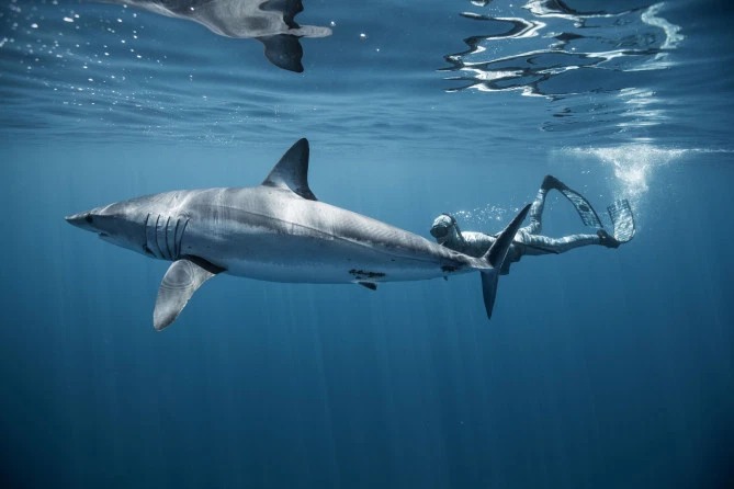 Фотография: Улыбка смерти: как бесстрашный дайвер контактирует с акулами №11 - BigPicture.ru