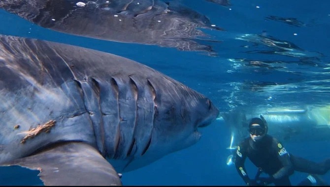 Фотография: Улыбка смерти: как бесстрашный дайвер контактирует с акулами №5 - BigPicture.ru