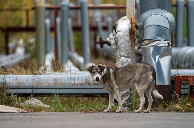 Фотография: Лучи доброты: ученый из США пожертвовал карьерой ради спасения брошенных собак в Чернобыле №10 - BigPicture.ru