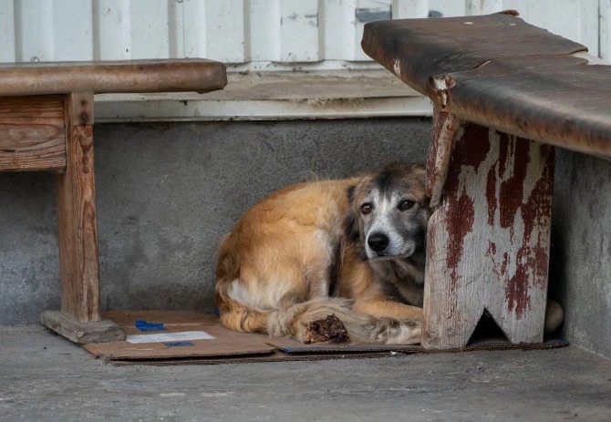 Фотография: Лучи доброты: ученый из США пожертвовал карьерой ради спасения брошенных собак в Чернобыле №11 - BigPicture.ru