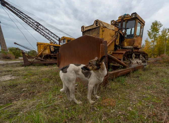 Фотография: Лучи доброты: ученый из США пожертвовал карьерой ради спасения брошенных собак в Чернобыле №13 - BigPicture.ru
