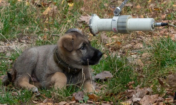 Фотография: Лучи доброты: ученый из США пожертвовал карьерой ради спасения брошенных собак в Чернобыле №7 - BigPicture.ru