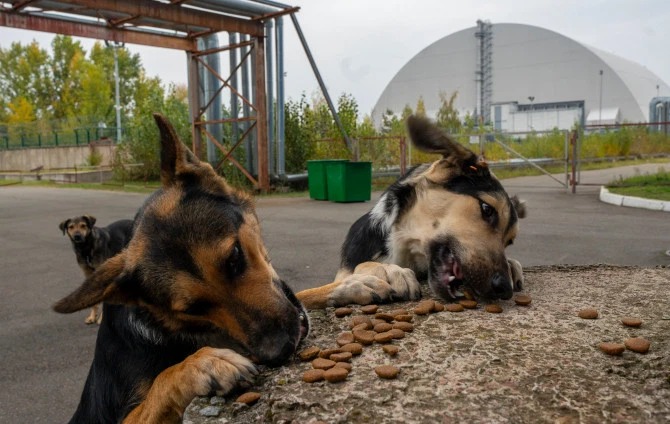 Фотография: Лучи доброты: ученый из США пожертвовал карьерой ради спасения брошенных собак в Чернобыле №12 - BigPicture.ru