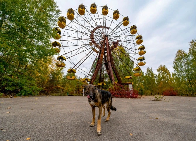 Фотография: Лучи доброты: ученый из США пожертвовал карьерой ради спасения брошенных собак в Чернобыле №3 - BigPicture.ru
