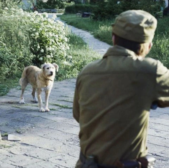 Фотография: Лучи доброты: ученый из США пожертвовал карьерой ради спасения брошенных собак в Чернобыле №2 - BigPicture.ru