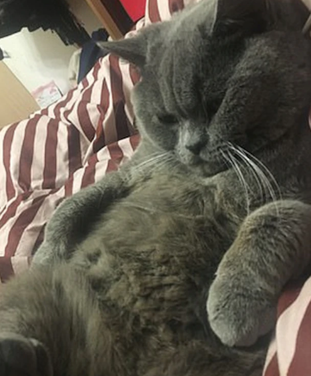 Фотография: Отдохнул в отеле: коту потребовалась медицинская помощь после бурной ночи с пятью кошками №5 - BigPicture.ru