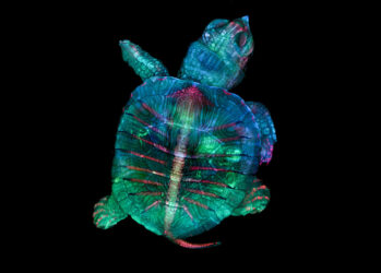 20 лучших работ с конкурса микрофотографий Nikon Small World 2019