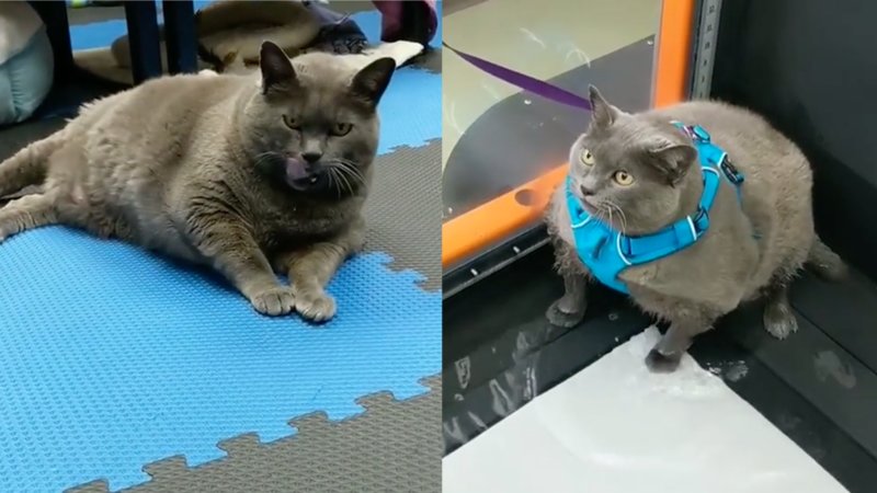 Фотография: Толстая кошка по кличке Шлакоблок — новая звезда соцсетей. Многие узнали в ней себя №1 - BigPicture.ru