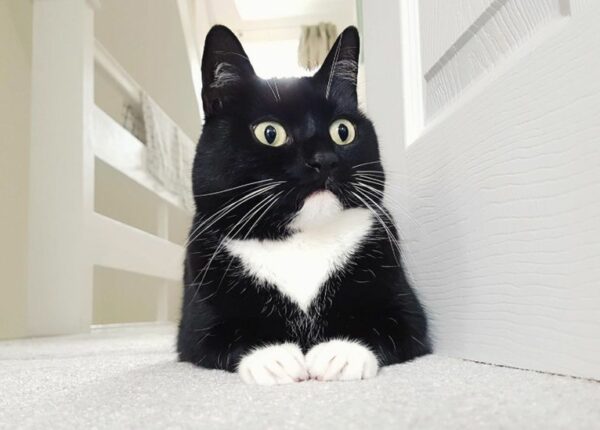 Ошарашенная кошка Зельда покоряет сердца в интернете своим чумовым взглядом
