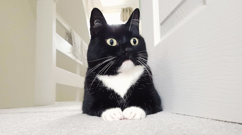 Фотография: Ошарашенная кошка Зельда покоряет сердца в интернете своим чумовым взглядом №9 - BigPicture.ru