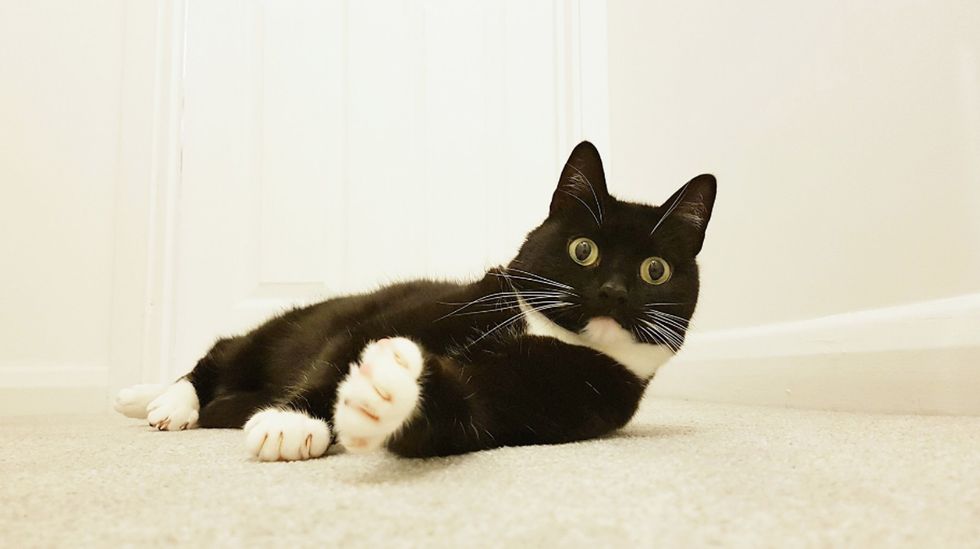 Фотография: Ошарашенная кошка Зельда покоряет сердца в интернете своим чумовым взглядом №14 - BigPicture.ru
