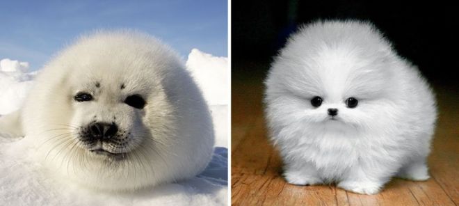 Фотография: 25 милых фото, которые убедят вас, что собаки и тюлени — родственники №2 - BigPicture.ru