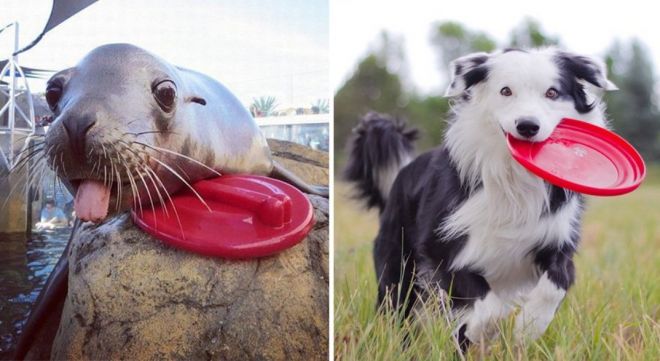 Фотография: 25 милых фото, которые убедят вас, что собаки и тюлени — родственники №3 - BigPicture.ru
