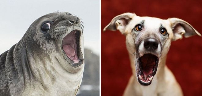 Фотография: 25 милых фото, которые убедят вас, что собаки и тюлени — родственники №4 - BigPicture.ru