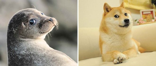 Фотография: 25 милых фото, которые убедят вас, что собаки и тюлени — родственники №5 - BigPicture.ru