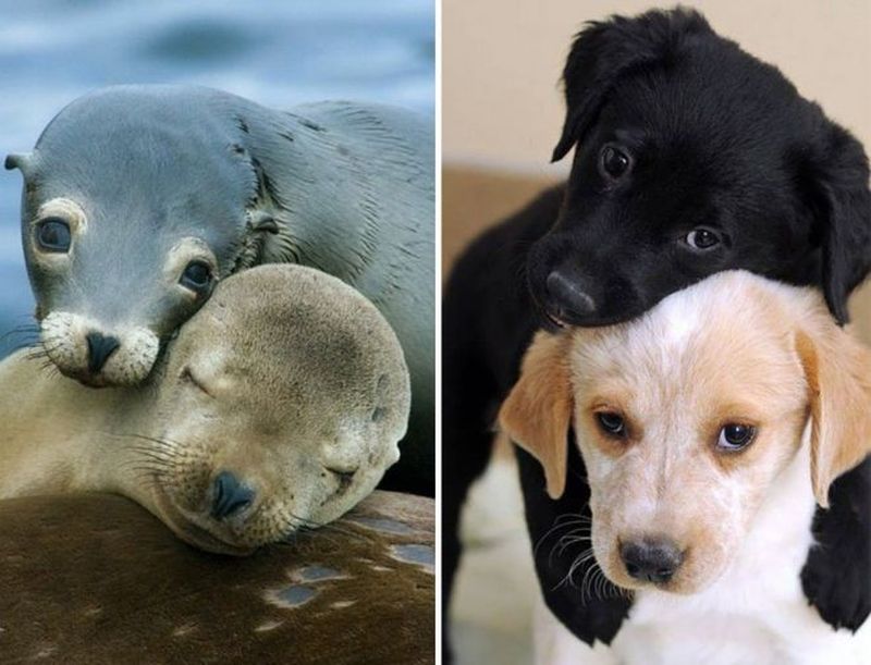 25 милых фото, которые убедят вас, что собаки и тюлени — родственники зверушки,живность,питомцы,Животные