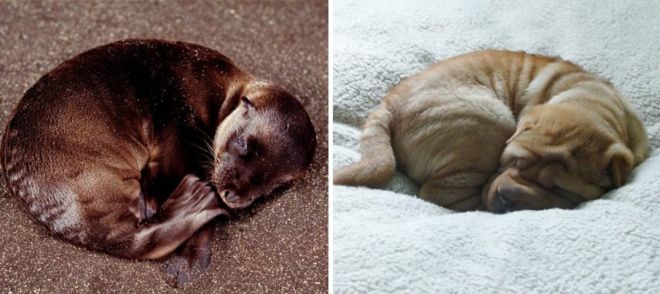 Фотография: 25 милых фото, которые убедят вас, что собаки и тюлени — родственники №9 - BigPicture.ru