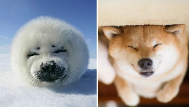 Фотография: 25 милых фото, которые убедят вас, что собаки и тюлени — родственники №10 - BigPicture.ru