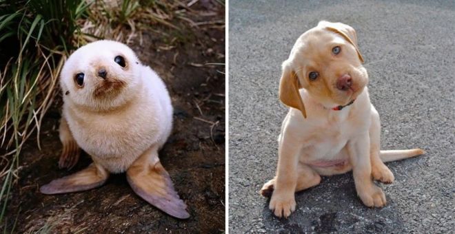 Фотография: 25 милых фото, которые убедят вас, что собаки и тюлени — родственники №11 - BigPicture.ru