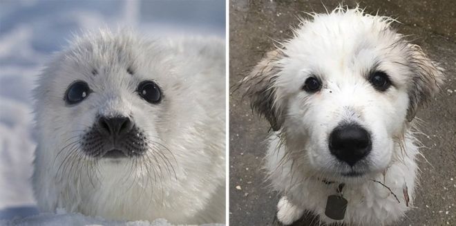 Фотография: 25 милых фото, которые убедят вас, что собаки и тюлени — родственники №12 - BigPicture.ru