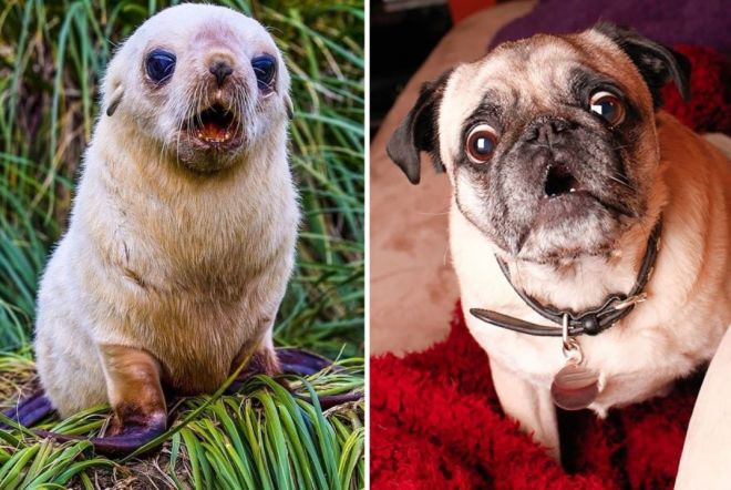 Фотография: 25 милых фото, которые убедят вас, что собаки и тюлени — родственники №13 - BigPicture.ru