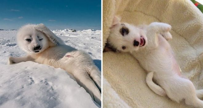 Фотография: 25 милых фото, которые убедят вас, что собаки и тюлени — родственники №15 - BigPicture.ru