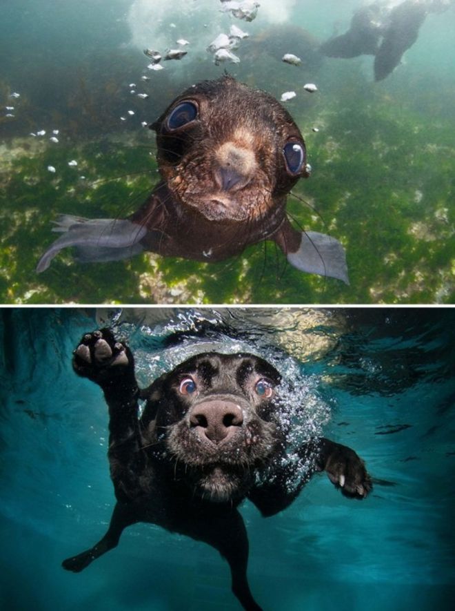Фотография: 25 милых фото, которые убедят вас, что собаки и тюлени — родственники №17 - BigPicture.ru