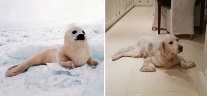 Фотография: 25 милых фото, которые убедят вас, что собаки и тюлени — родственники №18 - BigPicture.ru
