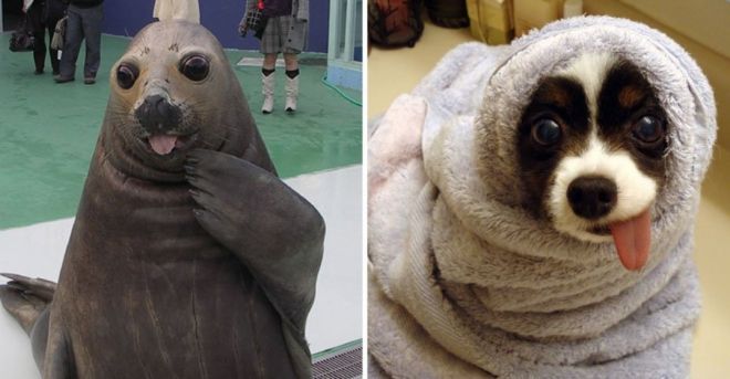 Фотография: 25 милых фото, которые убедят вас, что собаки и тюлени — родственники №19 - BigPicture.ru