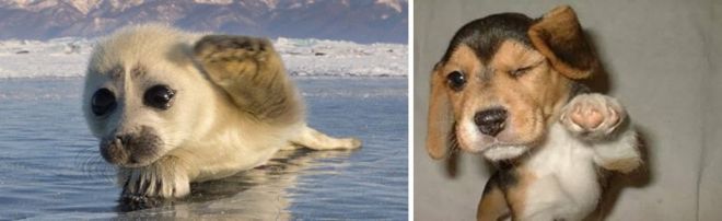 Фотография: 25 милых фото, которые убедят вас, что собаки и тюлени — родственники №20 - BigPicture.ru