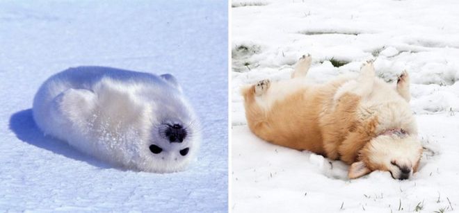 Фотография: 25 милых фото, которые убедят вас, что собаки и тюлени — родственники №23 - BigPicture.ru