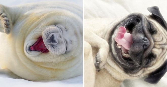 Фотография: 25 милых фото, которые убедят вас, что собаки и тюлени — родственники №25 - BigPicture.ru