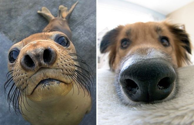 Фотография: 25 милых фото, которые убедят вас, что собаки и тюлени — родственники №26 - BigPicture.ru