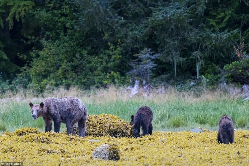Фотография: Печальное зрелище: тощие медведи гризли в Канаде бродят в поисках еды №3 - BigPicture.ru